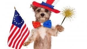 Dog on the fourth of july with fireworks and american flag, patriotism, good dog, is your dog afraid of fireworks or thunder?