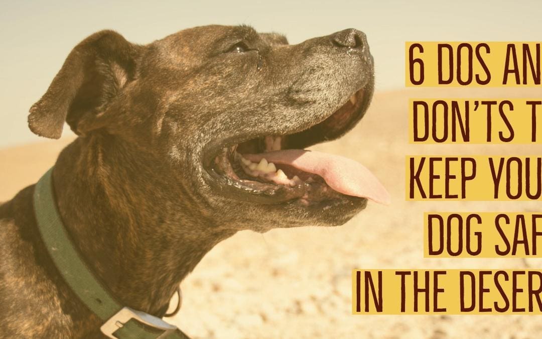 6 Dos and Don’ts To Keep Your Dog Safe In The Desert