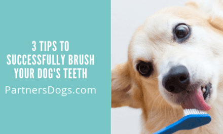 3 Tips to Successfully Brush Your Dog’s Teeth