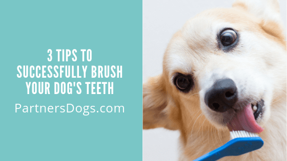 3 Tips to Successfully Brush Your Dog’s Teeth